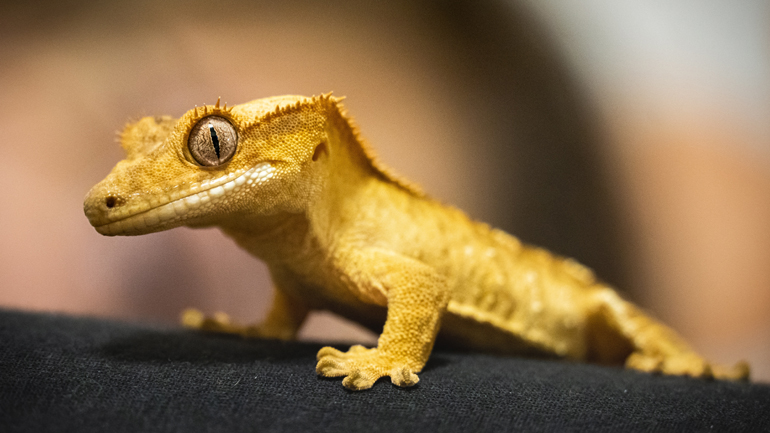 Σχεδόν 90 ερπετά βρέθηκαν μέσα στις αποσκευές ενός ταξιδιώτη στο αεροδρόμιο της Βιέννης